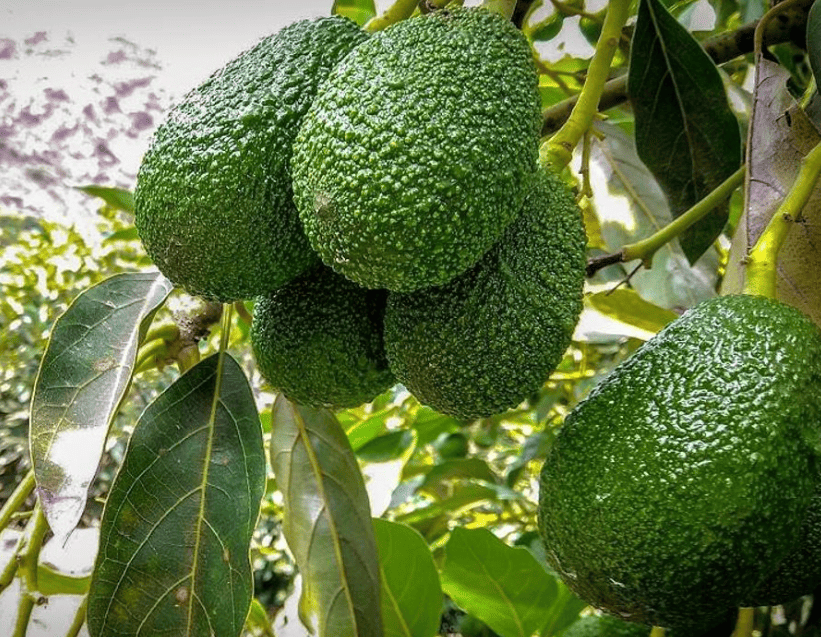 Aguacate