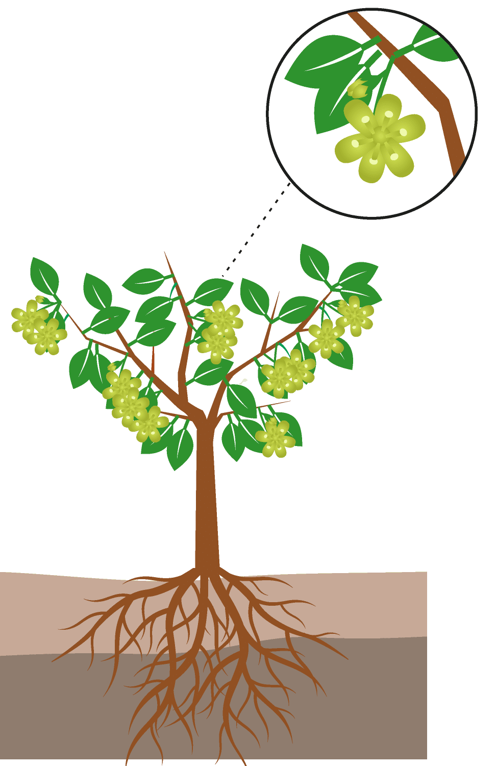 crop step 1