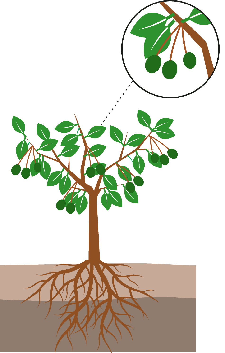 crop step 3