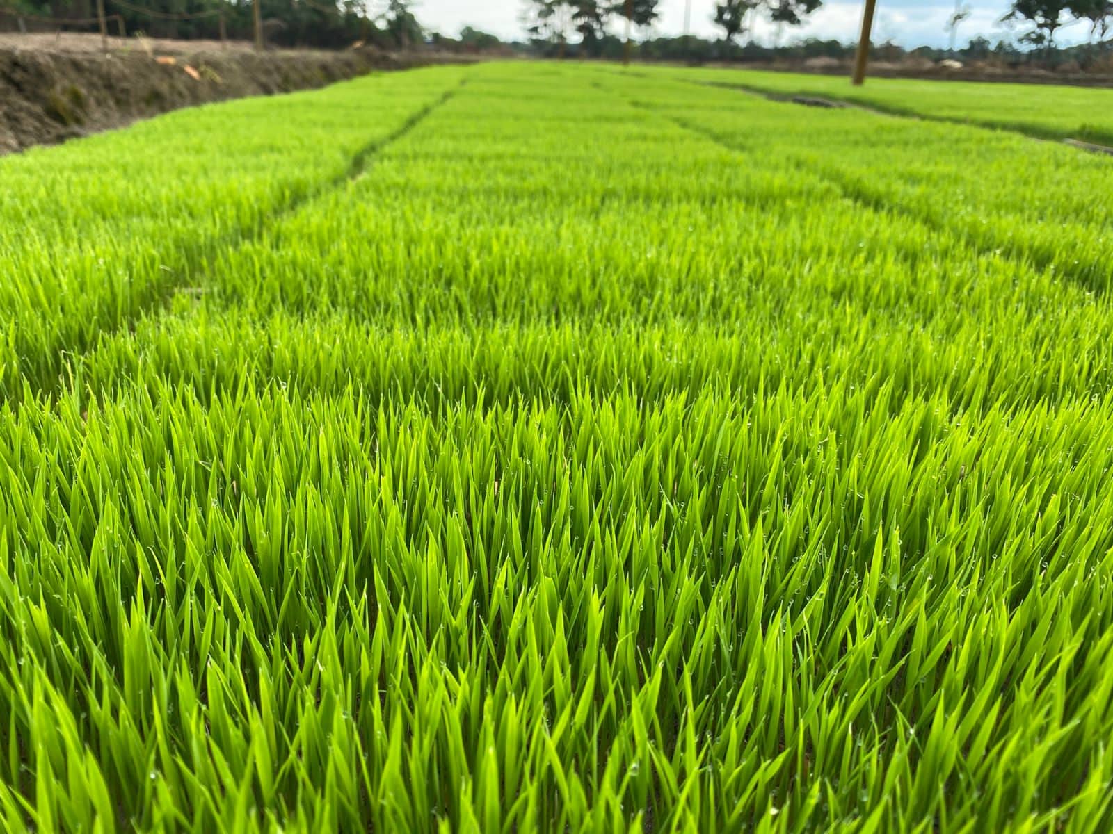 Arroz